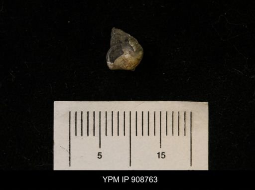 Nuculana (Jupiteria) scitula