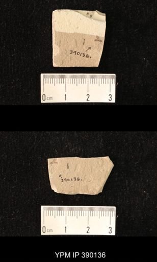 undet. Hymenoptera