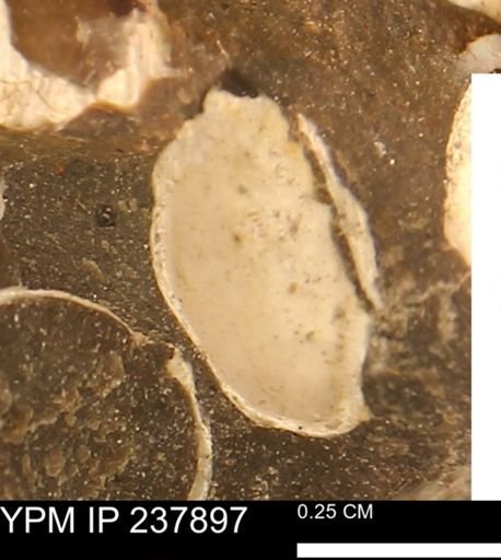 Limopsis striatopunctatus