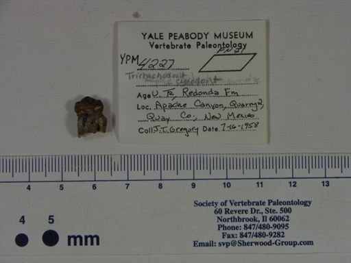 Redondagnathus hunti