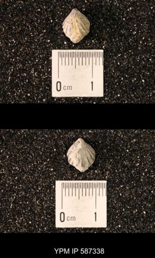 Camarotoechia whitei