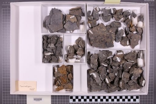 mixed taxa, stratigraphic collection