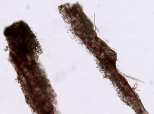 Ophlitaspongiidae