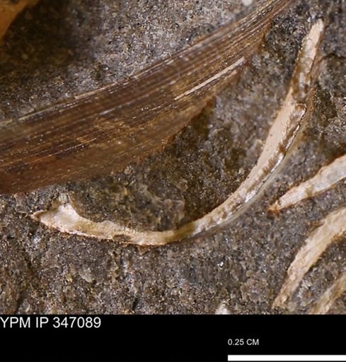 undet. Bivalvia