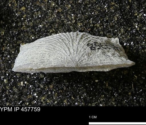 Strophodonta sp.