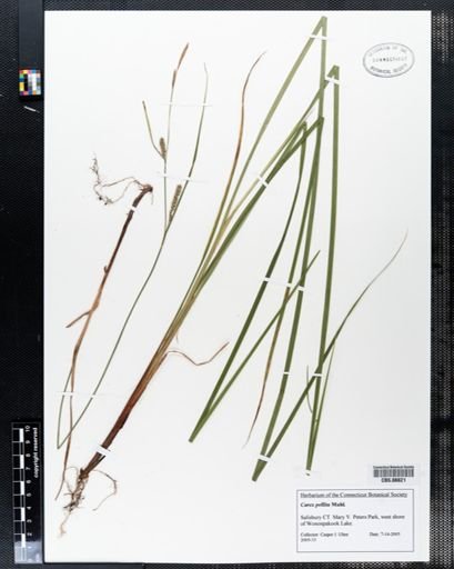 Carex pellita