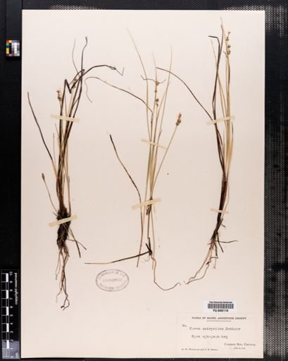 Carex interior