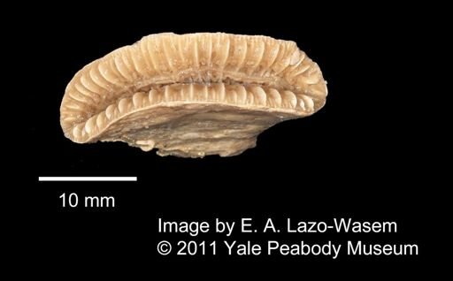 Euphyllia spheniscus
