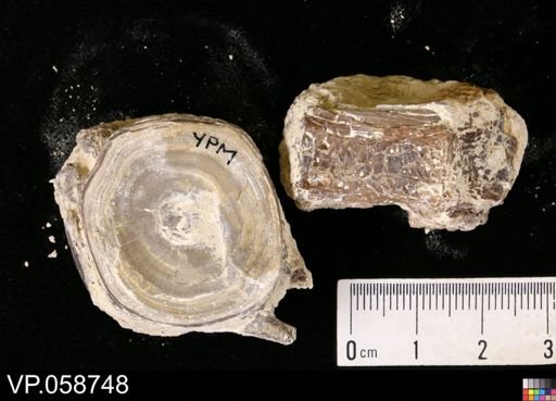 undet. Actinopterygii