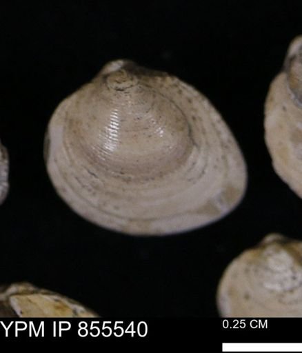 Limopsis striatopunctatus