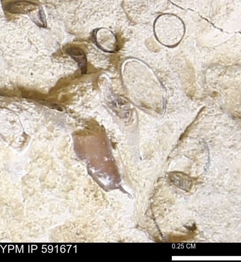 Serpulidae