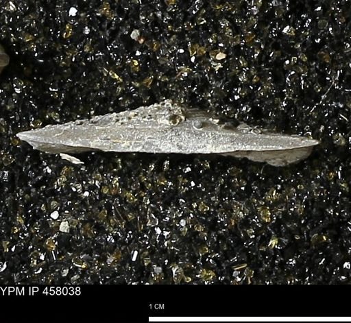 Strophodonta sp.