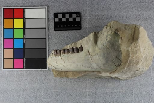 Hyracodon sp.