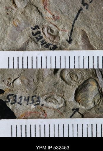 undet. Gastropoda
