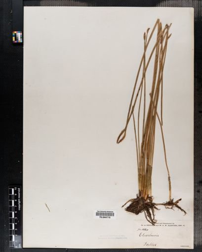 Eleocharis