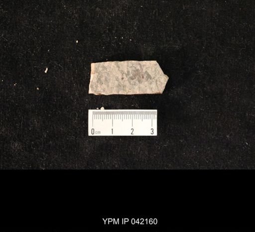 undet. Hymenoptera