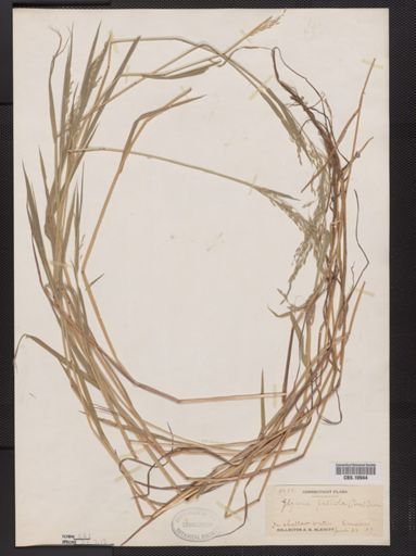 Glyceria pallida