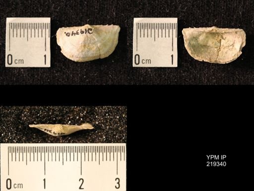 Chonetes granulifer