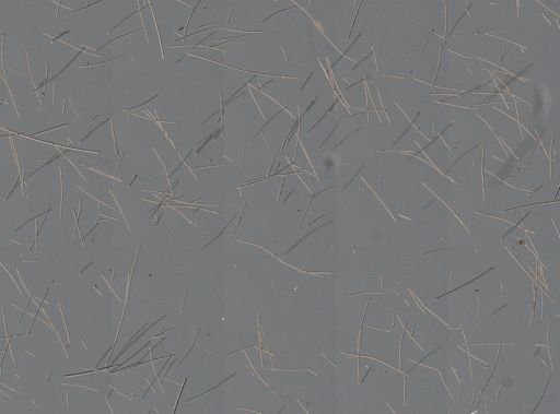 Myrmekioderma