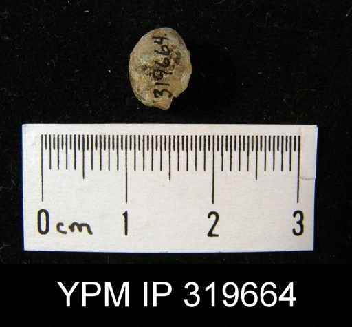 Pustula globosa