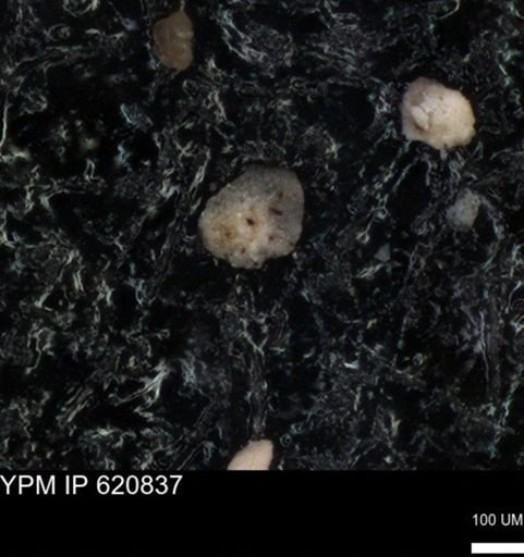 undet. Foraminiferida