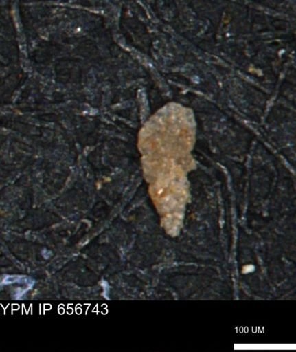 Verneuilina canadensis