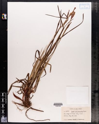 Carex polymorpha