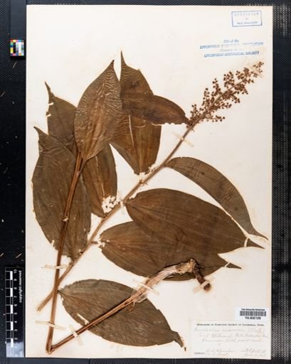 Maianthemum