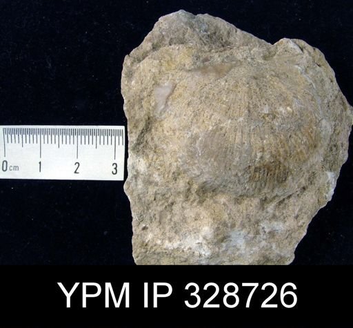 Megastrophia?