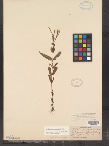 Epilobium coloratum