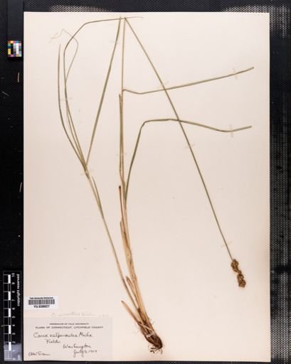 Carex vulpinoidea