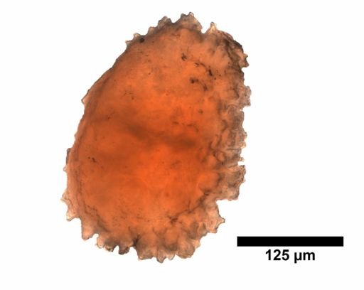 Thesea rubra