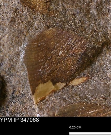 Limopsis striatopunctatus