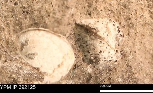 Protocardia sp.