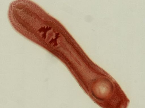 Clinostomum