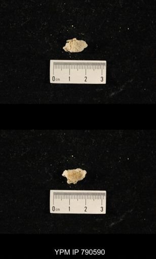 undet. Bryozoa