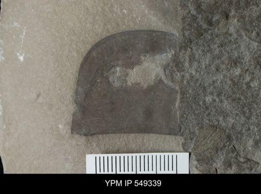 undet. Eurypterida