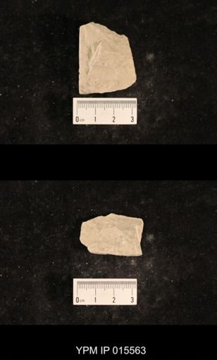 Demopterum gracile