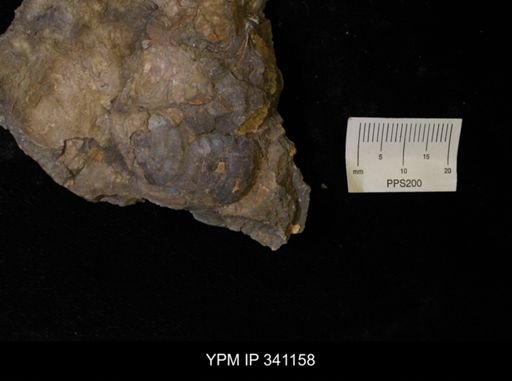 Inoceramus sp.