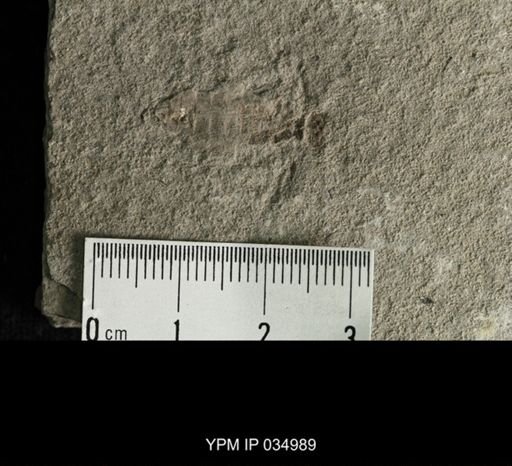 undet. Libellulidae