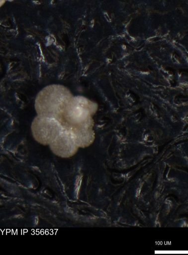 undet. Foraminiferida