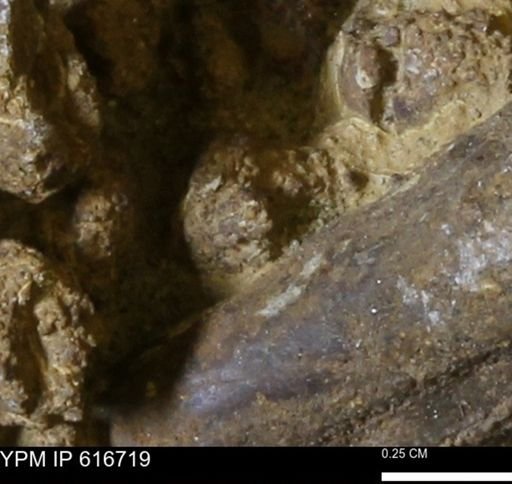 Teredo sp.