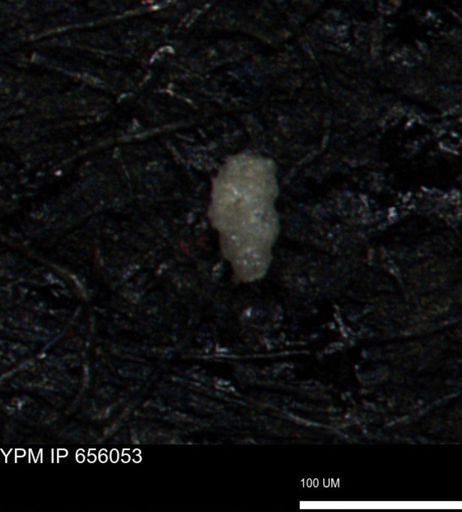 Verneuilinoides kansasensis