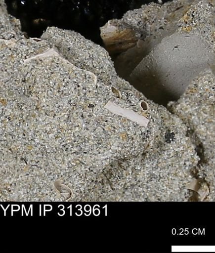 undet. Scaphopoda
