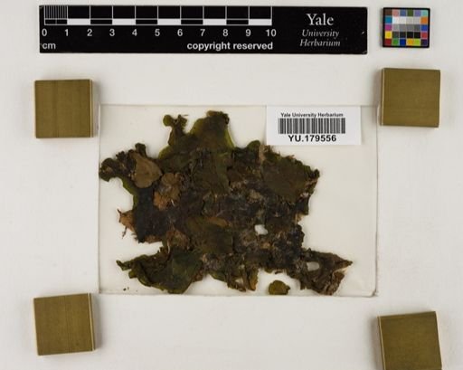 Plantae