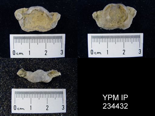 Marginifera splendens