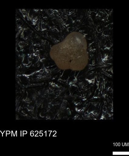 undet. Foraminiferida