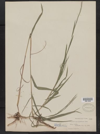 Muhlenbergia sylvatica
