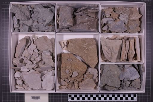 mixed taxa, stratigraphic collection
