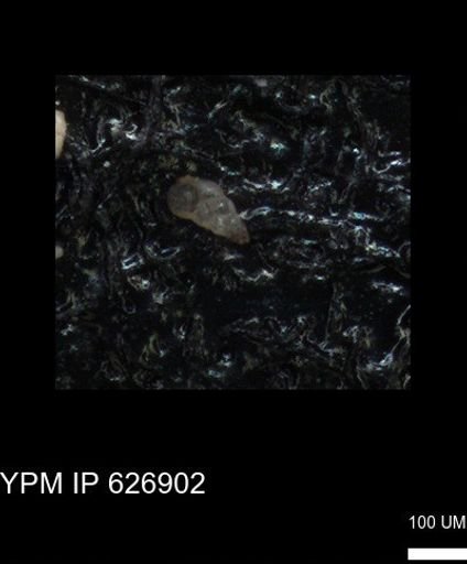 undet. Heterohelicidae